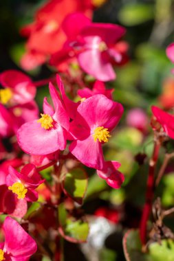 Çiçek açmış pembe begonya çiçeklerine yaklaş