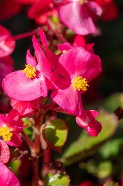 Çiçek açmış pembe begonya çiçeklerine yaklaş