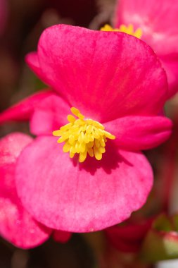 Pembe begonya çiçeğinin makro çekimi