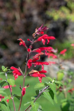 Ananas adaçayına (salvia elegans) çiçek açarken yakın plan
