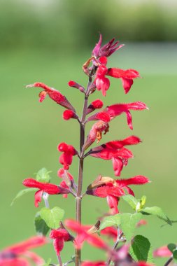 Ananas adaçayına (salvia elegans) çiçek açarken yakın plan