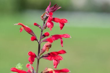 Ananas adaçayına (salvia elegans) çiçek açarken yakın plan