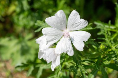 Çiçek açmış beyaz bir misk çiçeğine (malva moschata) yaklaş