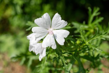 Çiçek açmış beyaz bir misk çiçeğine (malva moschata) yaklaş