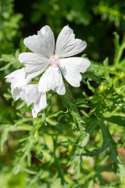Çiçek açmış beyaz bir misk çiçeğine (malva moschata) yaklaş