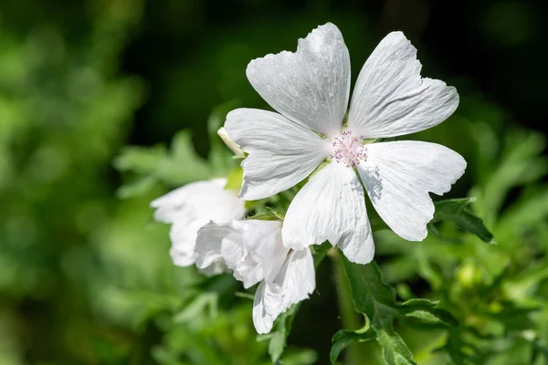 stock image Close up of a white musk mallow (malva moschata) flower in bloom