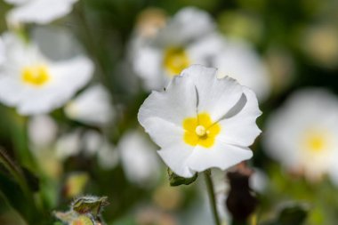 Gelibolu gülünün (cistus salviifolius) çiçekleri çiçek açarken kapat