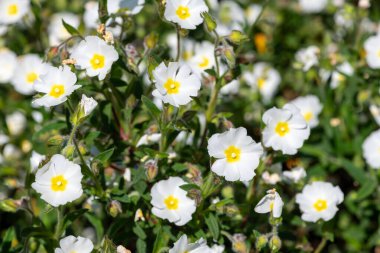 Gelibolu gülünün (cistus salviifolius) çiçekleri çiçek açarken kapat