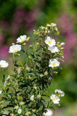 Gelibolu gülünün (cistus salviifolius) çiçekleri çiçek açarken kapat