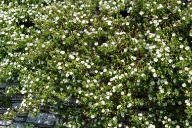 Gelibolu gülünün (cistus salviifolius) çiçekleri çiçek açarken kapat