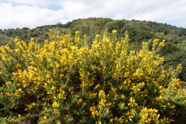 Çiçekler açan ortak gorse (ulex europaeus) çiçeklerini kapat