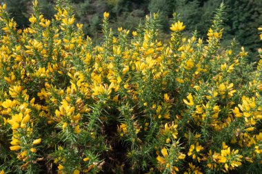 Çiçekler açan ortak gorse (ulex europaeus) çiçeklerini kapat