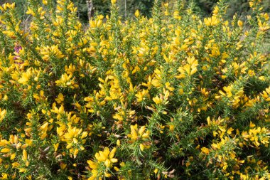 Çiçekler açan ortak gorse (ulex europaeus) çiçeklerini kapat