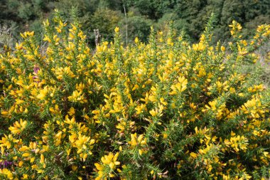 Çiçekler açan ortak gorse (ulex europaeus) çiçeklerini kapat