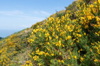 Çiçekler açan ortak gorse (ulex europaeus) çiçeklerini kapat