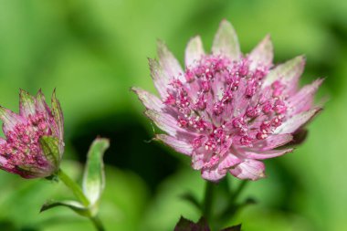 Çiçek açmış pembe bir astrantia çiçeğine yaklaş