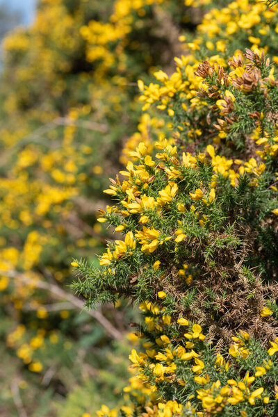 Close up of common gorse (ulex europaeus) flowers in bloom