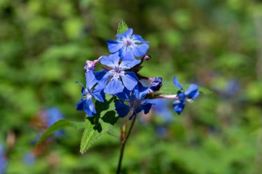 Çin tesisatını kapatın (seratostigma willmottianum) Çiçekler çiçek açtı