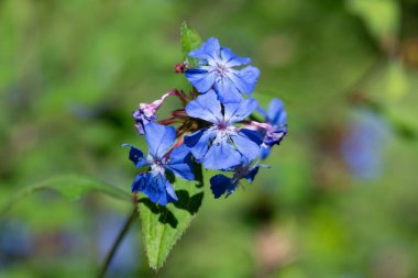 Çin tesisatını kapatın (seratostigma willmottianum) Çiçekler çiçek açtı