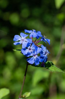 Çin tesisatını kapatın (seratostigma willmottianum) Çiçekler çiçek açtı
