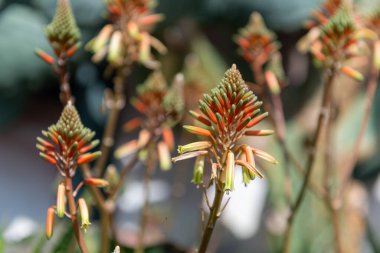 Aloe Vera çiçek açmış