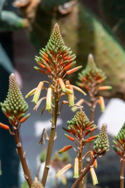 Aloe Vera çiçek açmış