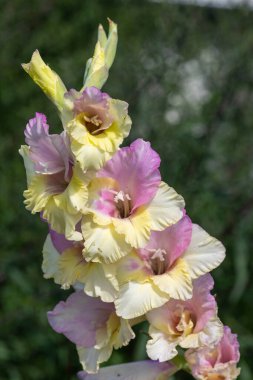 Pembe ve sarı gladiolus çiçeklerine yakın.