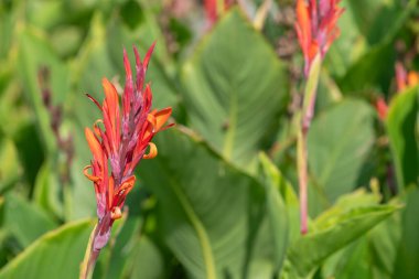 Çiçekler açtığında Hindistan çekimine (canna indica) yaklaş