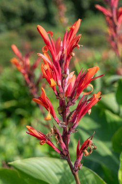 Çiçekler açtığında Hindistan çekimine (canna indica) yaklaş