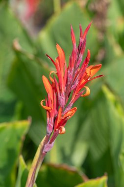 Çiçekler açtığında Hindistan çekimine (canna indica) yaklaş
