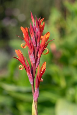Çiçekler açtığında Hindistan çekimine (canna indica) yaklaş