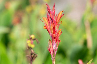 Çiçekler açtığında Hindistan çekimine (canna indica) yaklaş