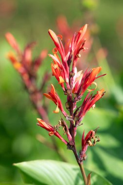 Çiçekler açtığında Hindistan çekimine (canna indica) yaklaş