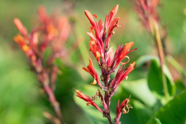 Çiçekler açtığında Hindistan çekimine (canna indica) yaklaş