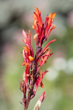 Çiçekler açtığında Hindistan çekimine (canna indica) yaklaş
