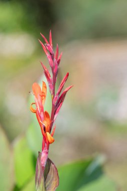 Çiçekler açtığında Hindistan çekimine (canna indica) yaklaş