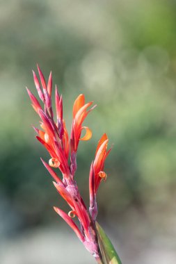 Çiçekler açtığında Hindistan çekimine (canna indica) yaklaş