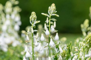 Yaz sümbülü (ornithogalum candicans) çiçeklerinin açılışını kapat