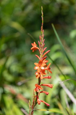 Çiçekler açan turuncu borazan çiçeğini kapat.