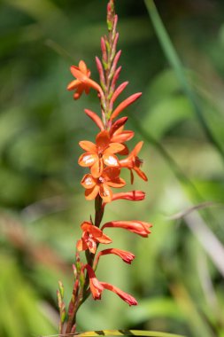 Çiçekler açan turuncu borazan çiçeğini kapat.