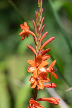 Çiçekler açan turuncu borazan çiçeğini kapat.