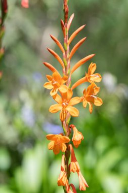 Çiçekler açan turuncu borazan çiçeğini kapat.