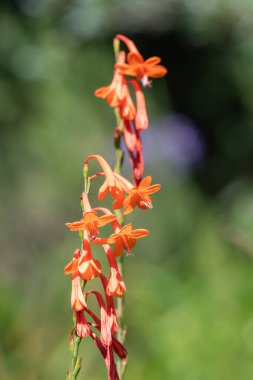 Çiçekler açan turuncu borazan çiçeğini kapat.