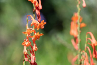 Çiçekler açan turuncu borazan çiçeğini kapat.