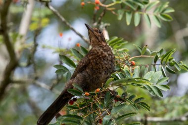 Genç bir karatavuğun portresi (turdus merula) bir Rowan ağacına tünemiş