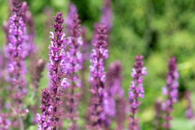 Gül mucizesi Salvia nemorosa çiçeklerine yakın.