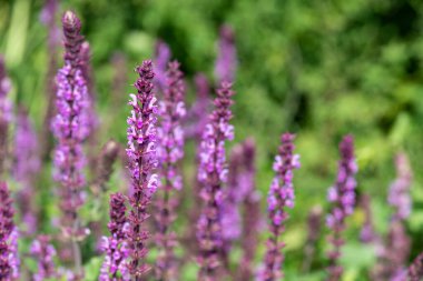 Gül mucizesi Salvia nemorosa çiçeklerine yakın.