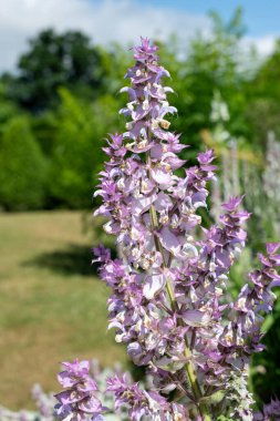 Salvia cyanescens flowers in bloom