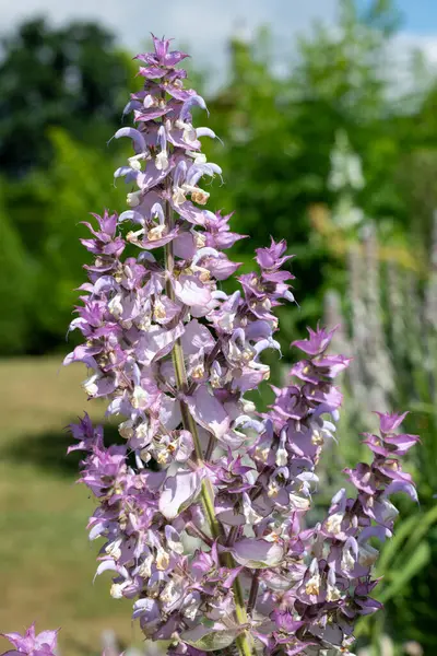 Salvia cyanescens flowers in bloom