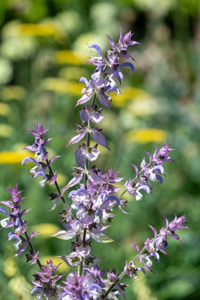 Salvia cyanescens flowers in bloom